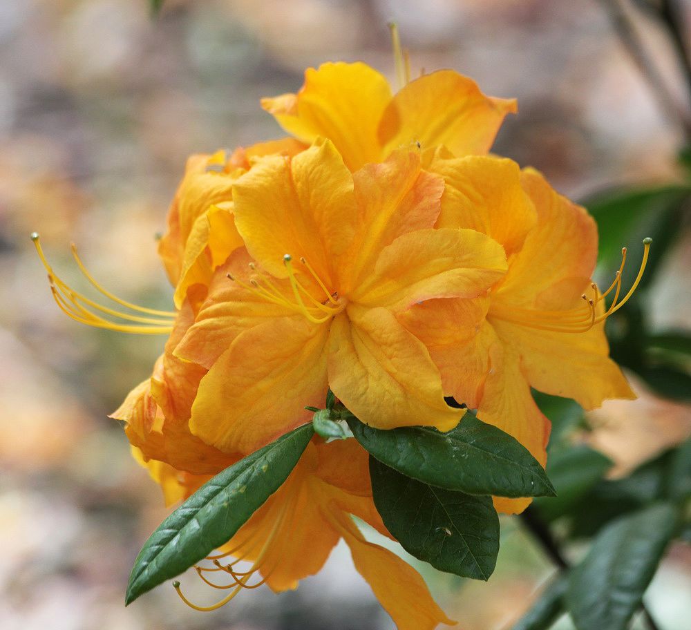 Изображение особи род Rhododendron.