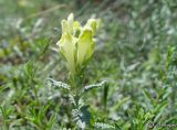 Scutellaria orientalis