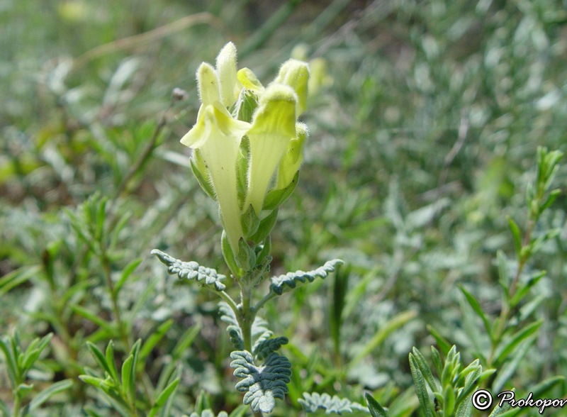 Image of Scutellaria orientalis specimen.