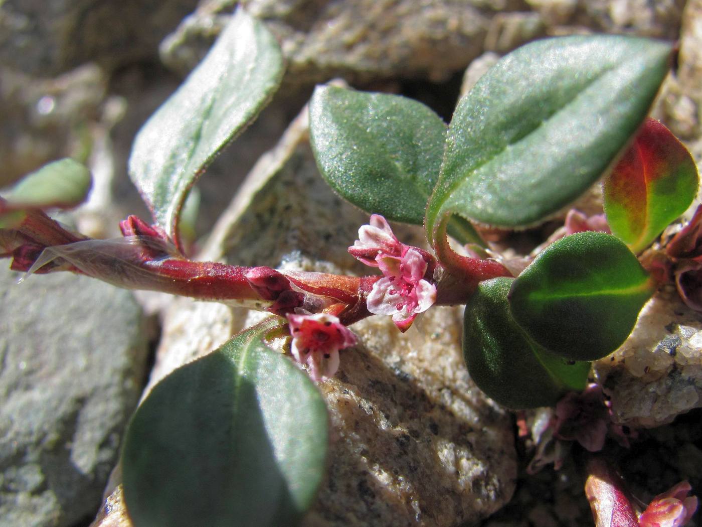 Image of Polygonum cognatum specimen.