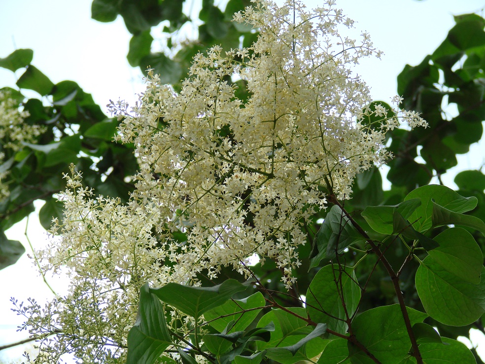 Image of Syringa amurensis specimen.