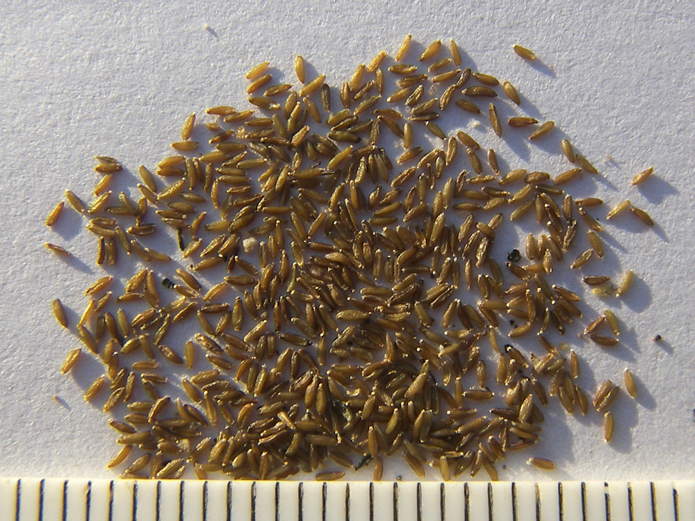 Image of Antennaria caucasica specimen.