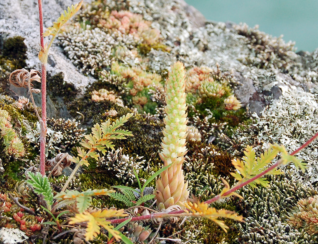 Image of Potentilla longifolia specimen.