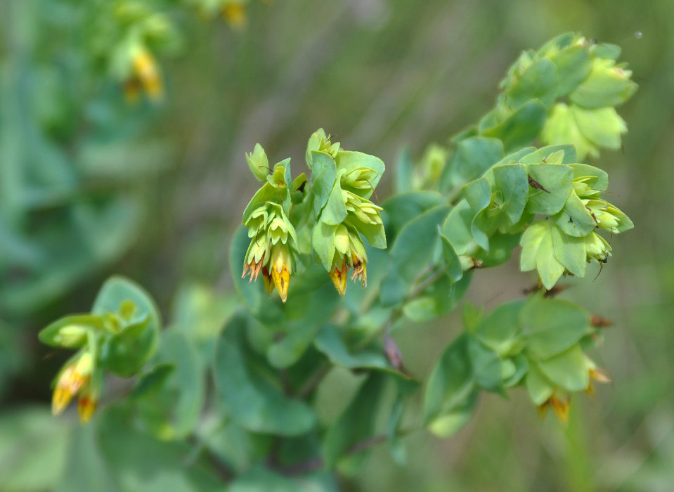 Изображение особи Cerinthe minor.