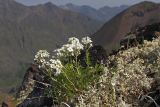 Pachyneurum grandiflorum. Цветущее растение. Восточный Саян, хр. Большой Саян, басс. р. Тисса, щебнистый гребень. 20.07.2015.