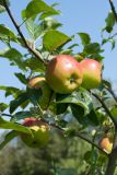 Malus domestica. Часть ветви молодого дерева с созревающими плодами (сорт 'Конфетное'). Беларусь, Витебская обл., пос. Езерище, садовый участок, в культуре. 19.08.2016.