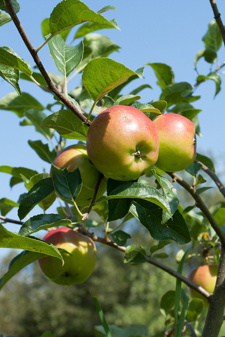 Изображение особи Malus domestica.