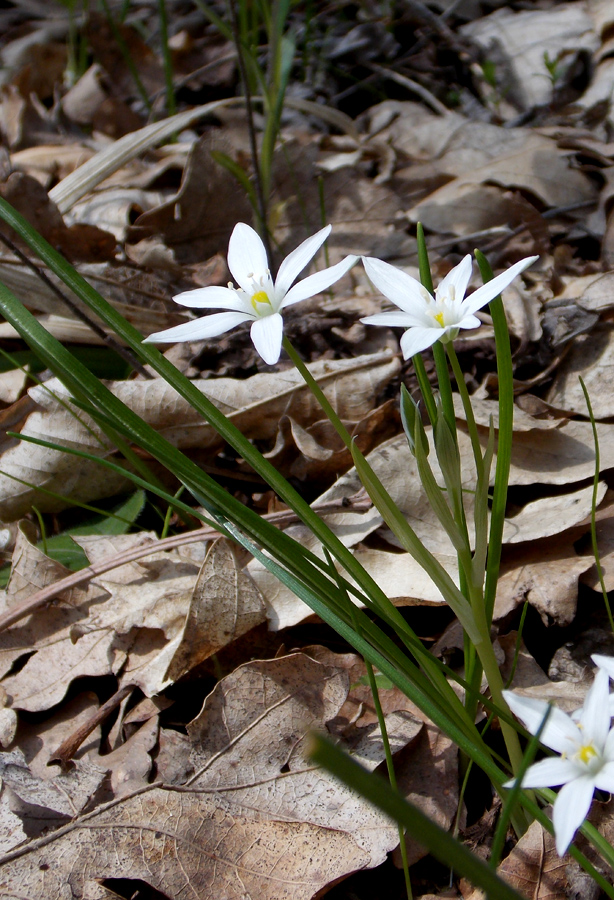 Изображение особи Ornithogalum woronowii.