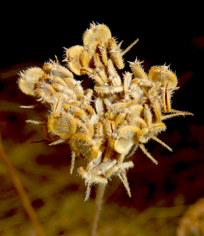Image of Tordylium maximum specimen.