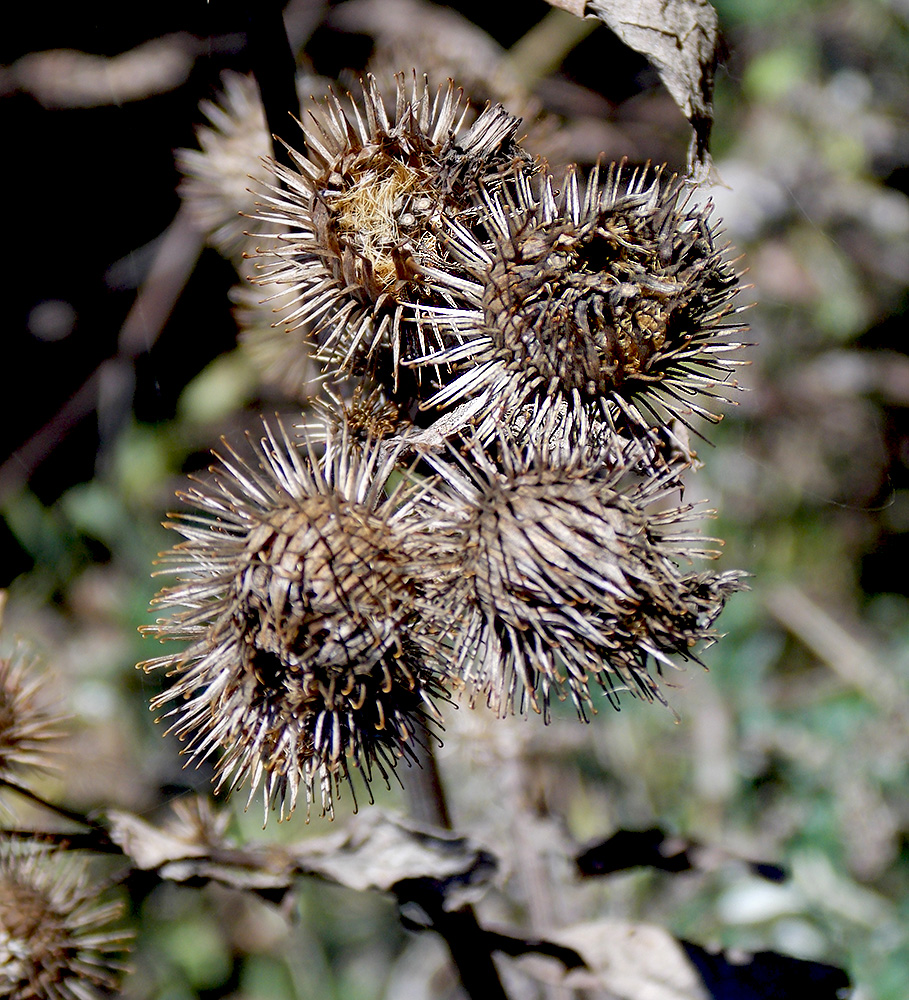 Изображение особи Arctium lappa.