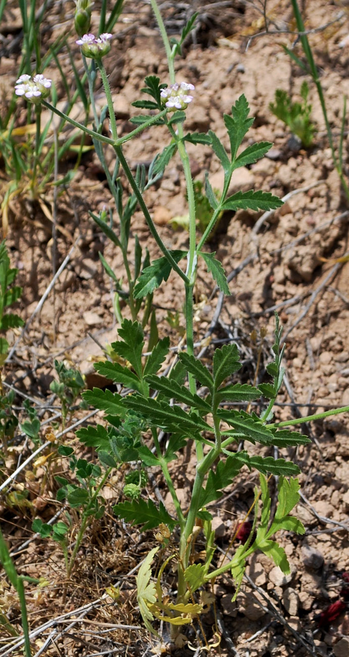 Изображение особи Turgenia latifolia.