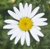 Anthemis