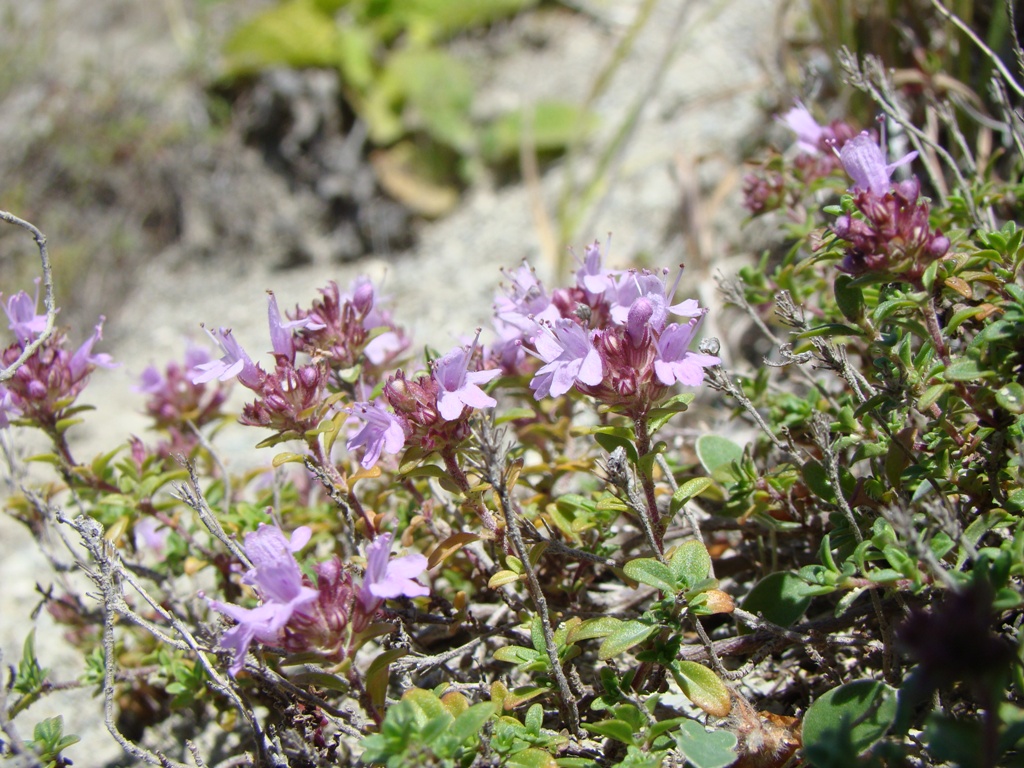 Изображение особи Thymus dubjanskyi.