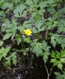 Ranunculus repens