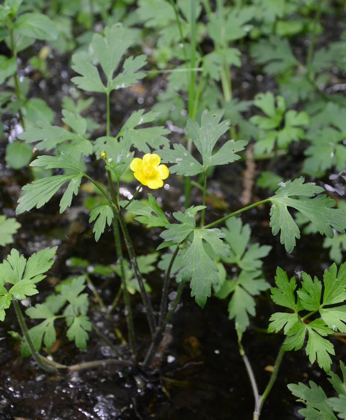 Image of Ranunculus repens specimen.