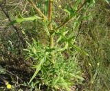 Cirsium vulgare. Средняя часть побега. Пензенская обл., Мокшанский р-н, окр. с. Подгорное, луг на склоне оврага. 10 августа 2016 г.