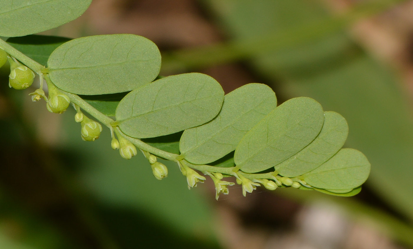 Изображение особи Phyllanthus amarus.