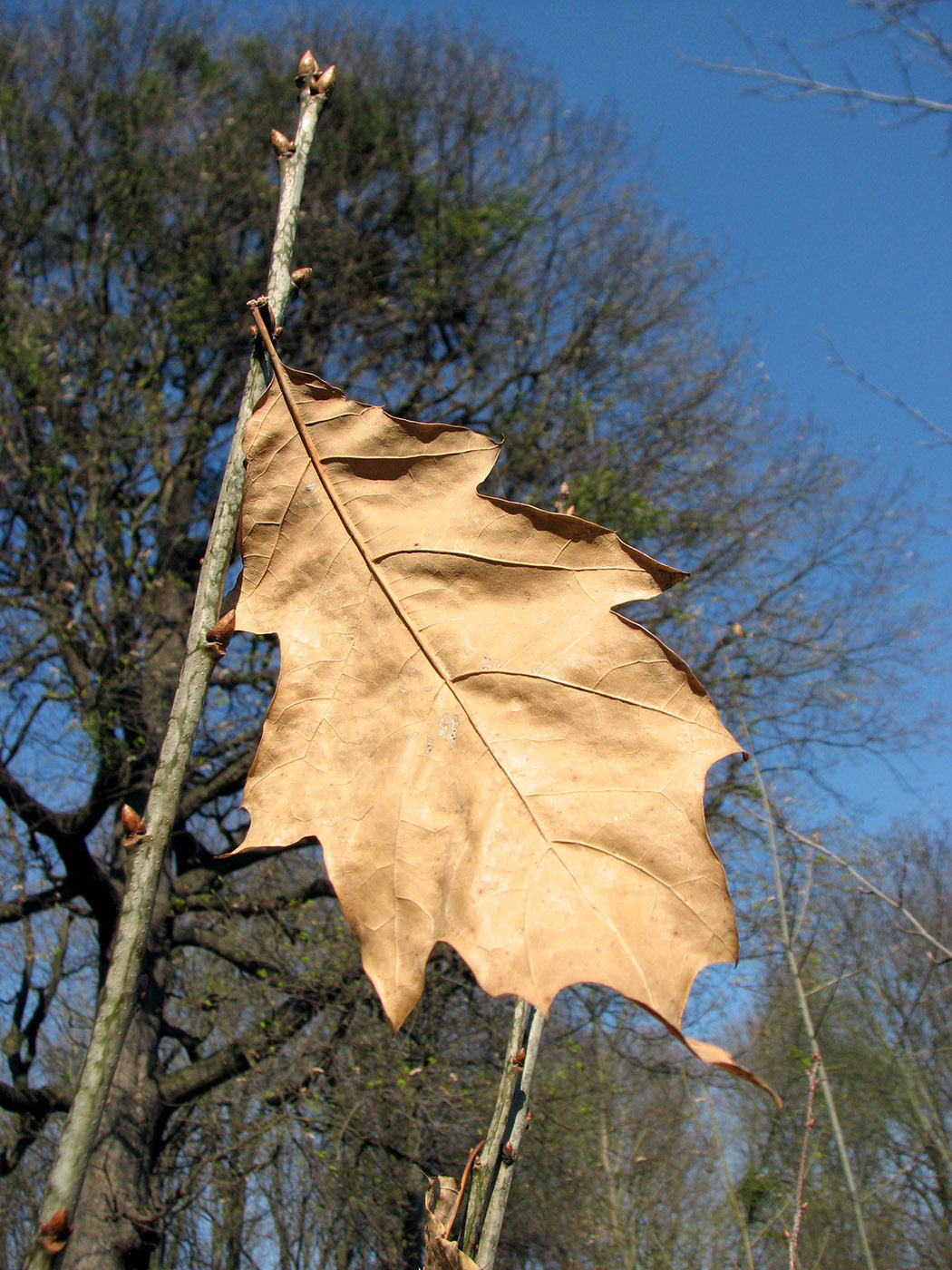 Image of Quercus rubra specimen.