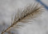 genus Setaria
