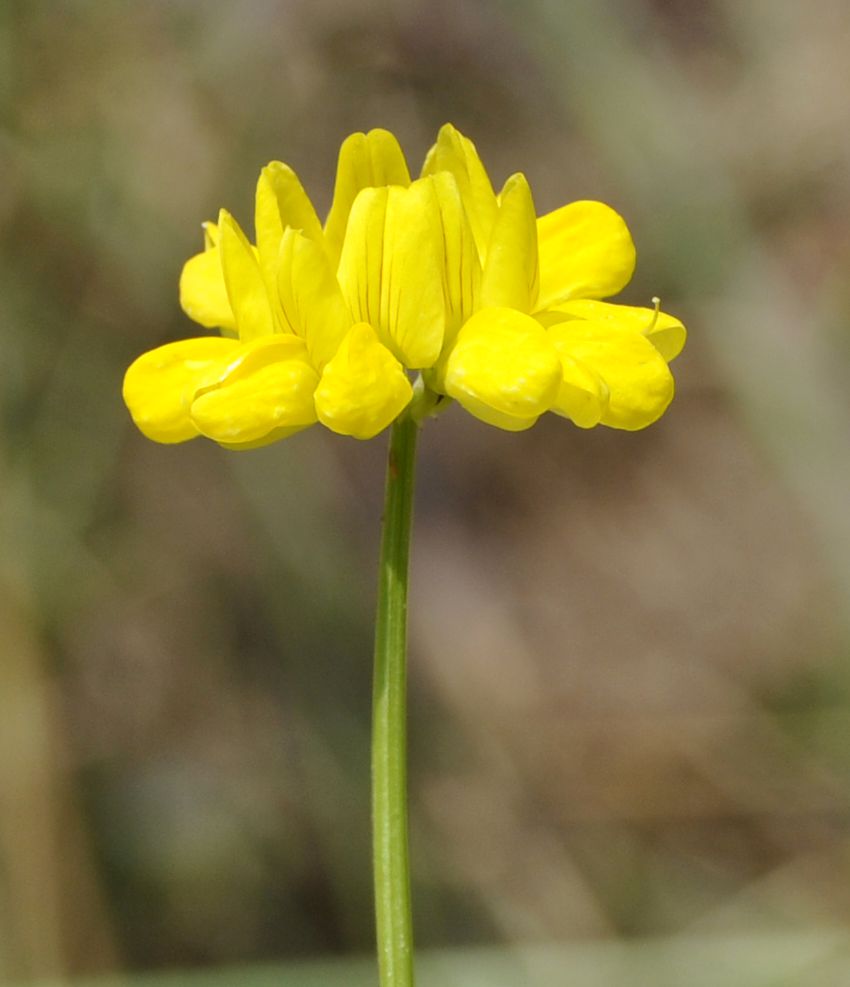 Image of Securigera securidaca specimen.