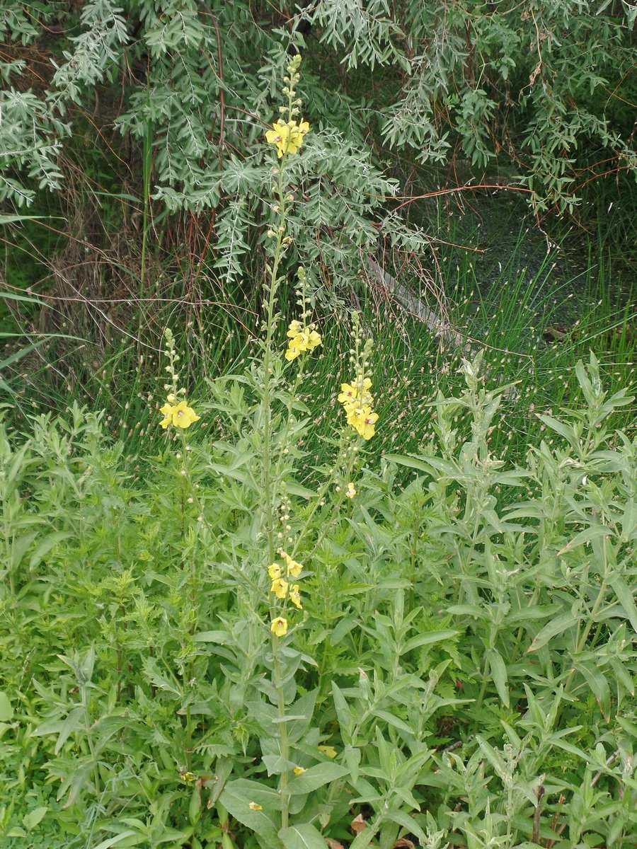 Изображение особи Verbascum macrocarpum.