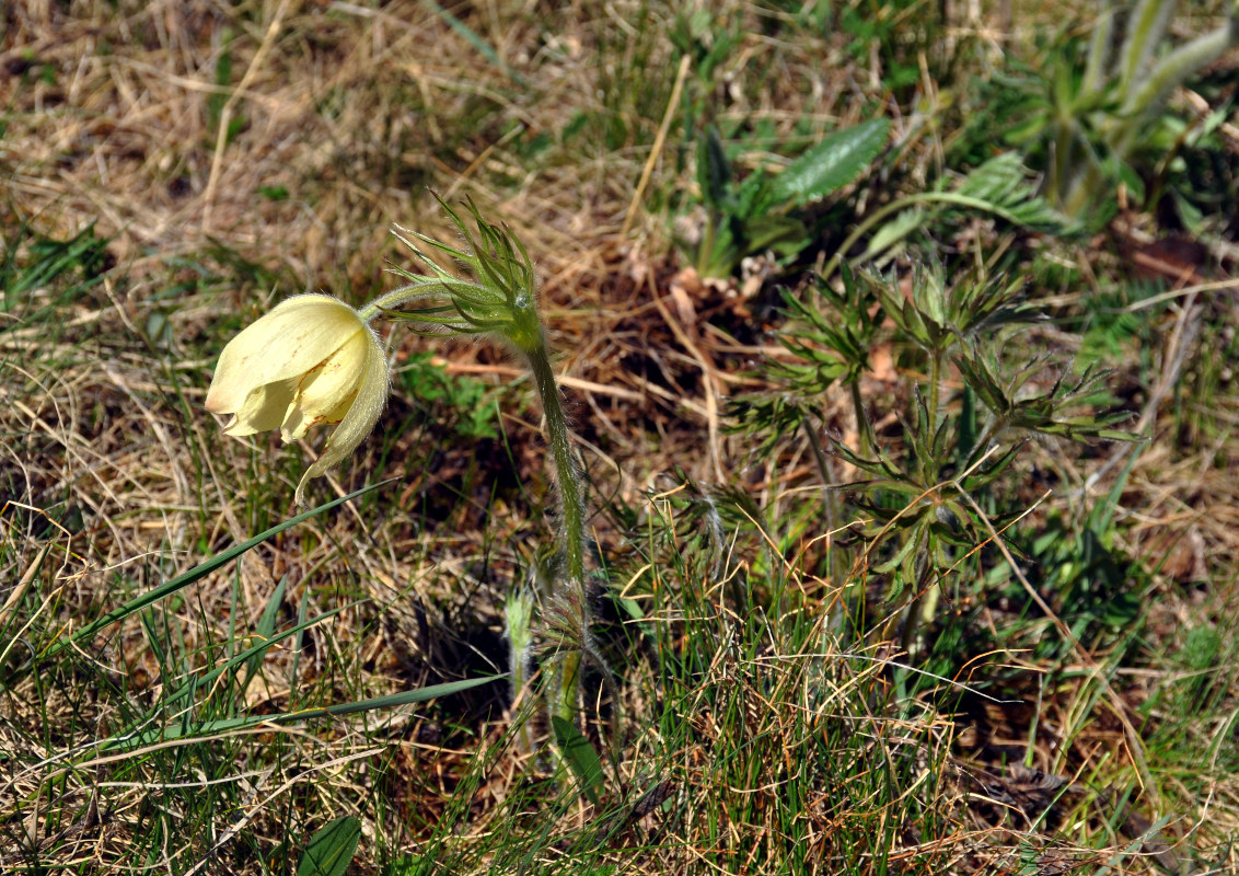 Изображение особи Pulsatilla orientali-sibirica.