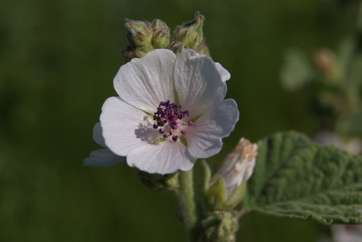 Image of Althaea officinalis specimen.