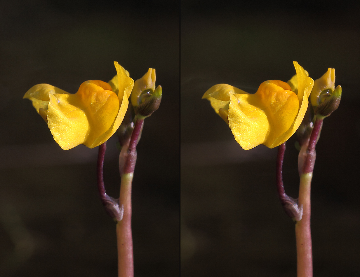 Изображение особи Utricularia australis.