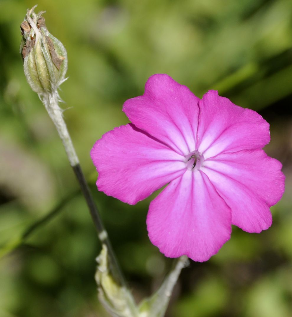 Image of Lychnis coronaria specimen.
