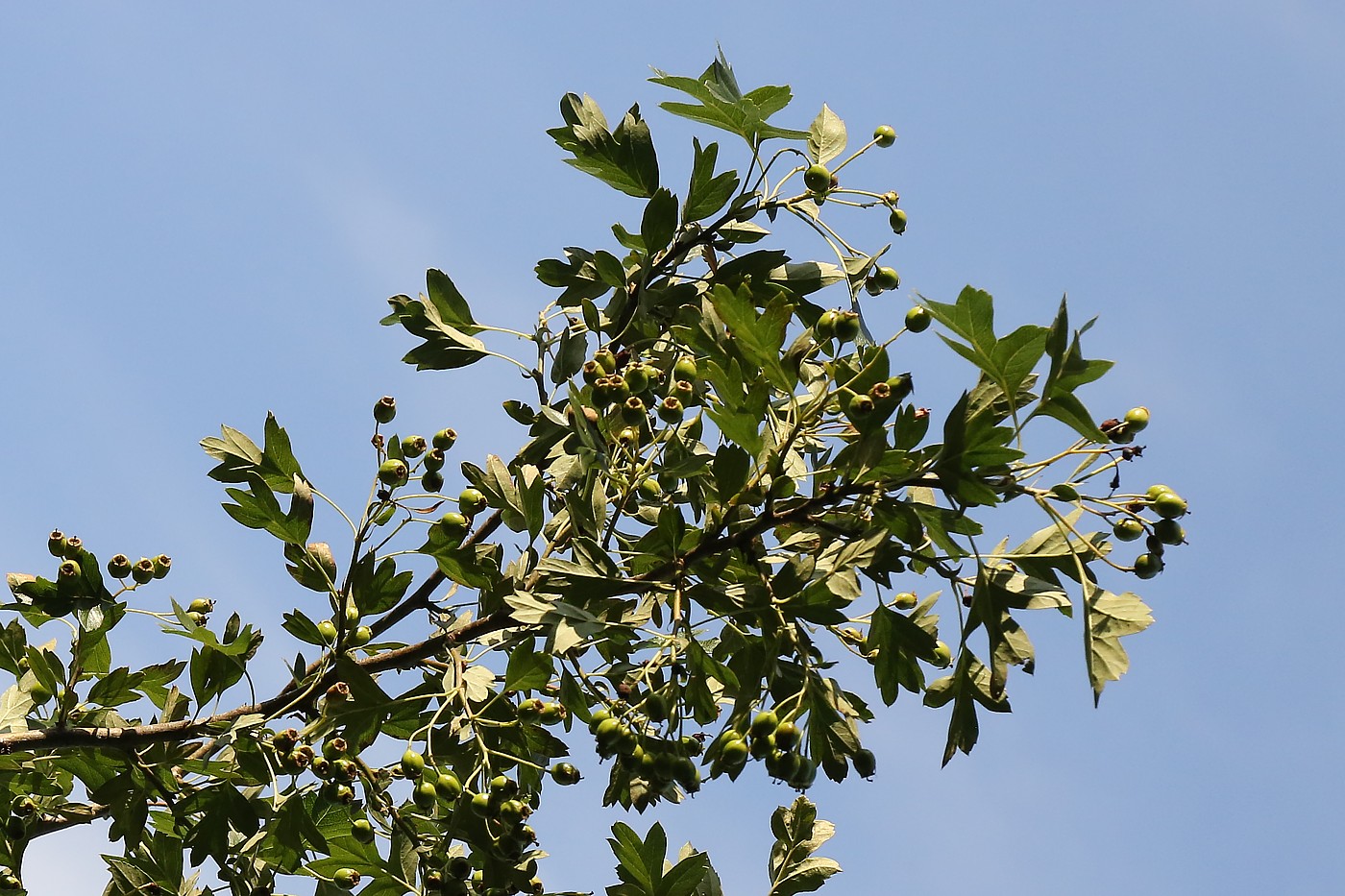 Image of Crataegus monogyna specimen.