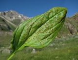Swertia iberica