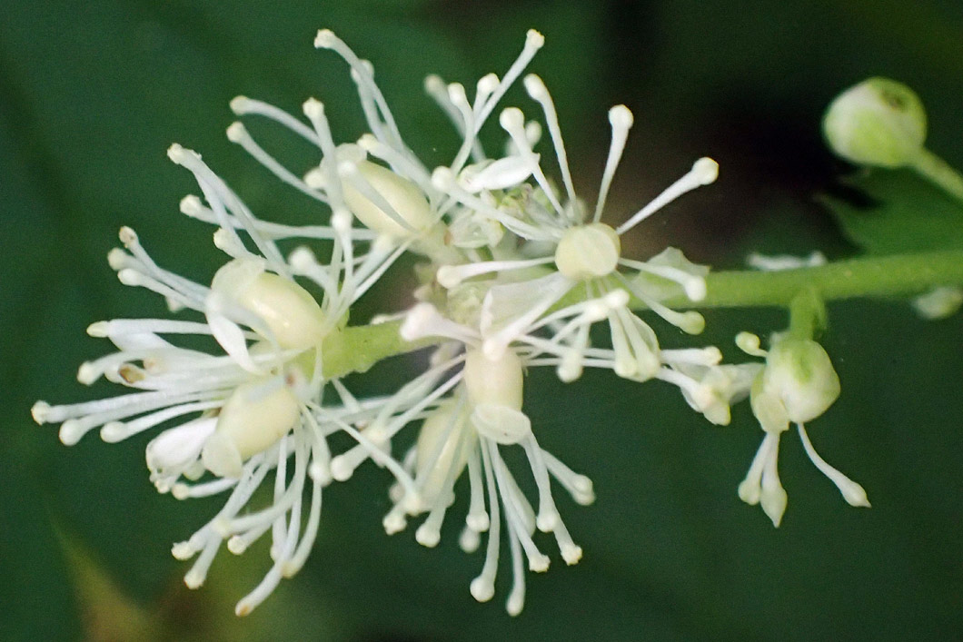 Image of Actaea spicata specimen.