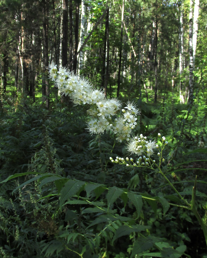 Image of Sorbaria sorbifolia specimen.