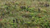Gentiana fischeri. Разнотравно-манжетковый луг с высоким обилием горечавки. Алтай, Семинский перевал. 25.08.2009.