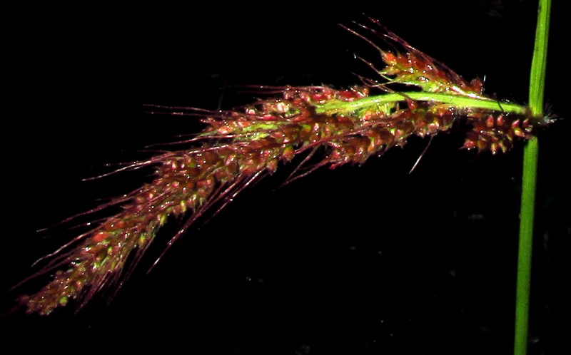 Image of Echinochloa occidentalis specimen.