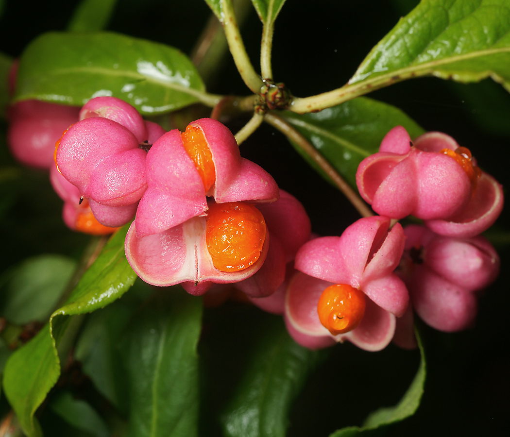 Изображение особи Euonymus europaeus.