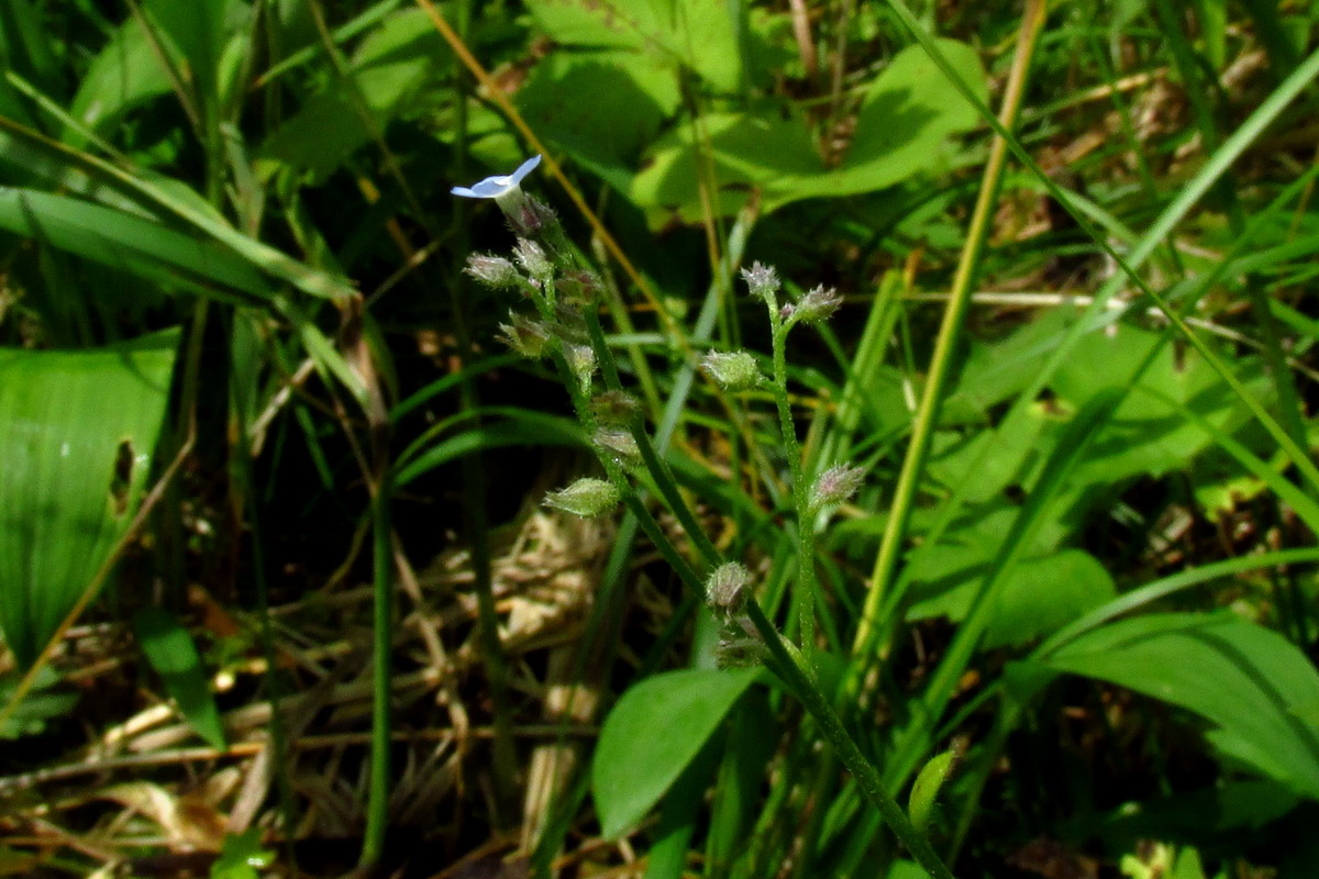 Изображение особи Myosotis kebeshensis.