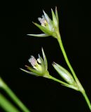 Juncus tenuis