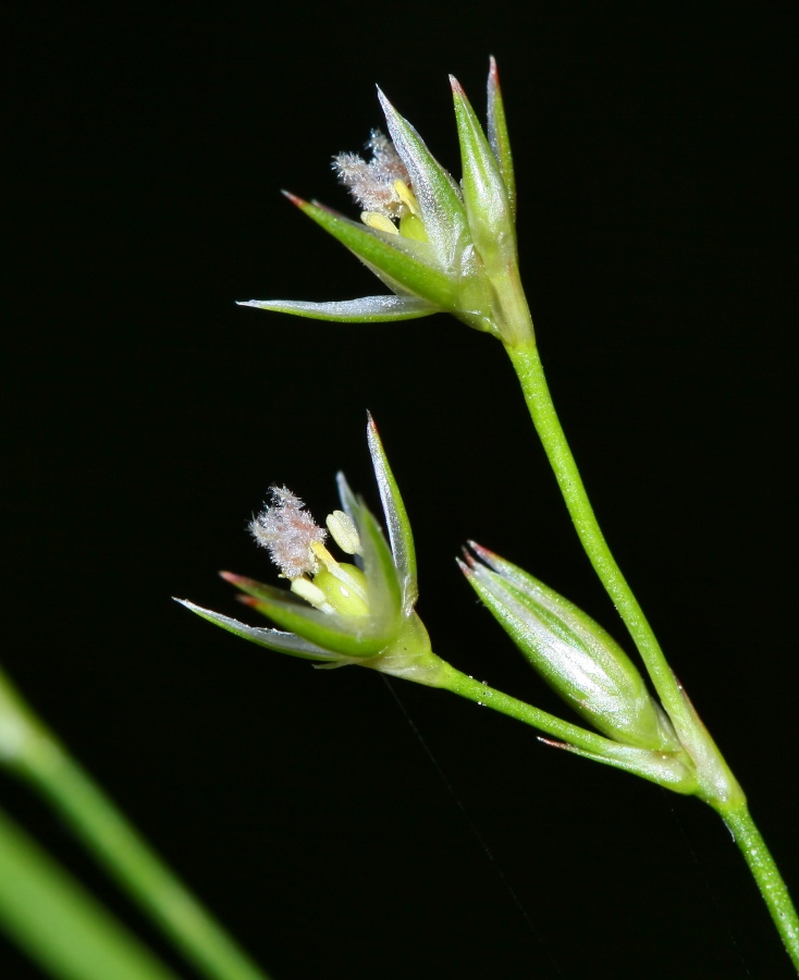 Изображение особи Juncus tenuis.