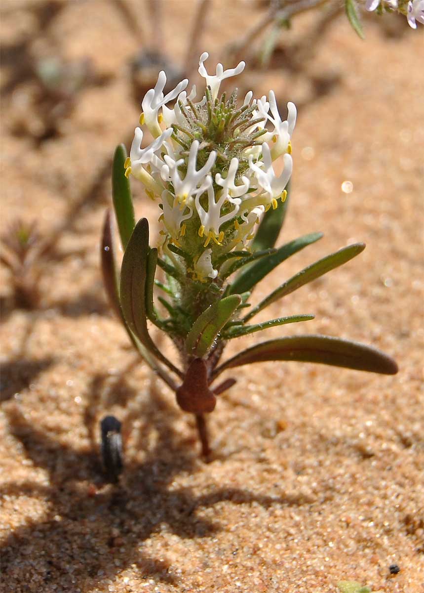 Image of Hebenstretia parviflora specimen.