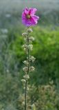 Alcea rosea