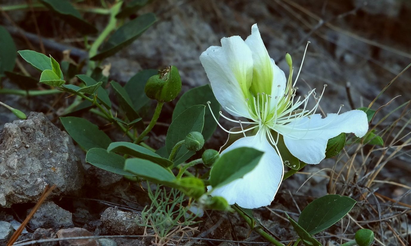 Image of Capparis herbacea specimen.