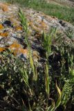 Bromus hordeaceus