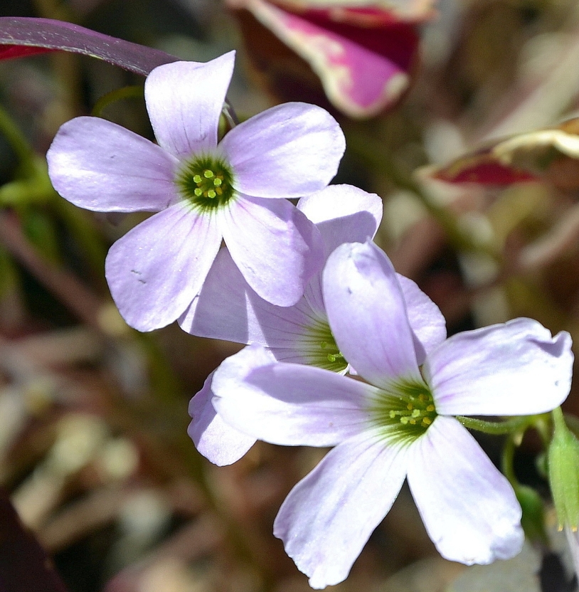 Изображение особи Oxalis triangularis.