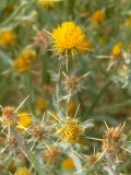 Centaurea solstitialis