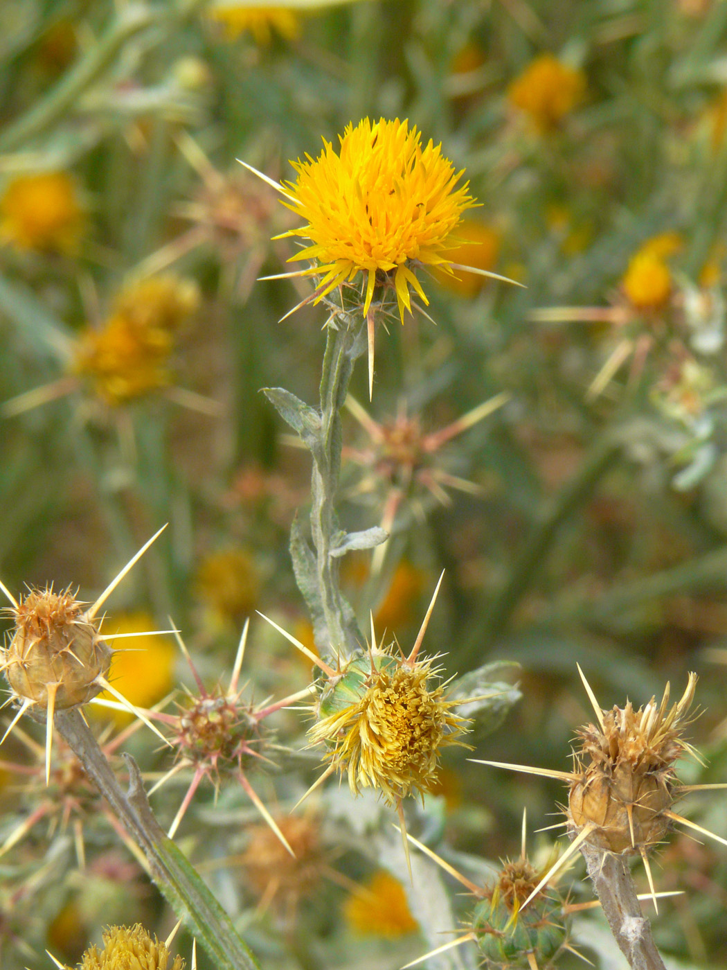 Image of Centaurea solstitialis specimen.