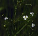 Alisma plantago-aquatica. Часть соцветия. Пермский край, г. Пермь, Кировский р-н, дер. Оборино, заброшенная площадка для хранения ПГС. 29.07.2017.