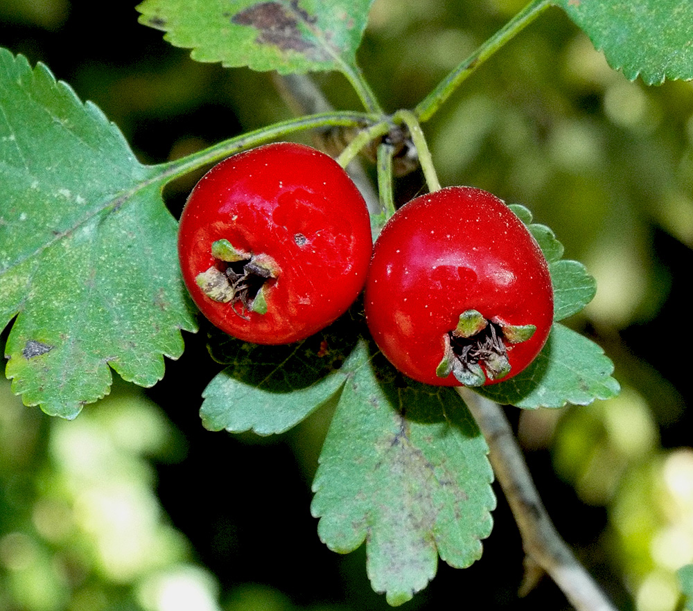 Изображение особи Crataegus microphylla.