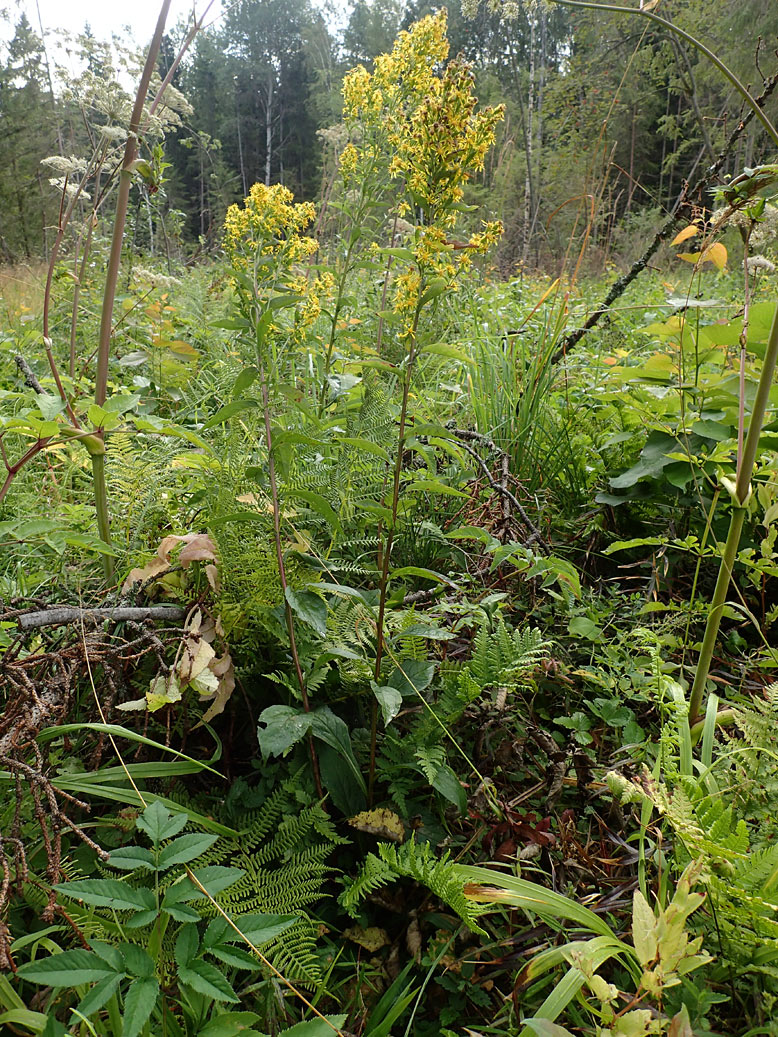 Image of Solidago virgaurea specimen.