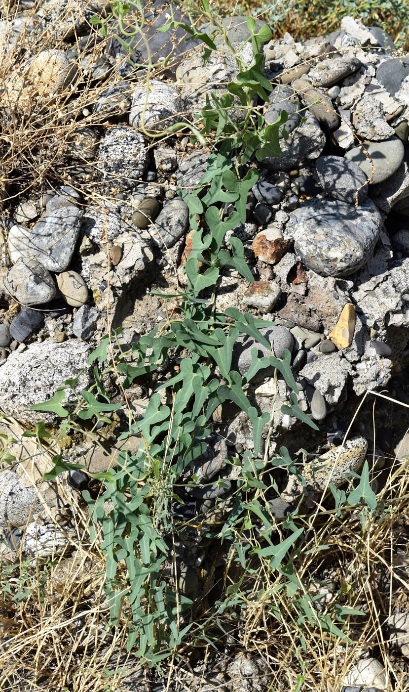 Image of Cynanchum sibiricum specimen.